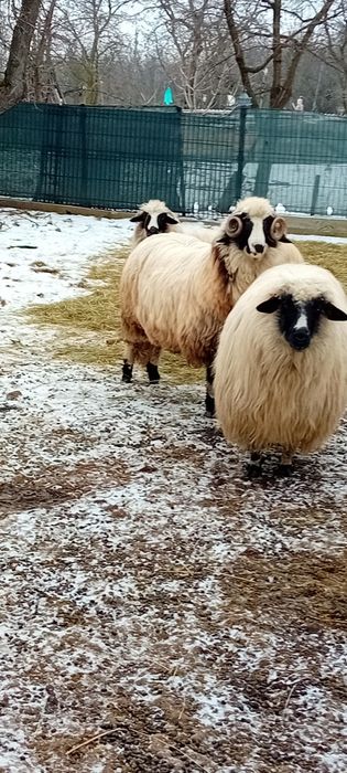Vând berbecuț de anul trecut din luna februarie îi foarte voinic,