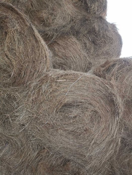 Сено житняк 10.000