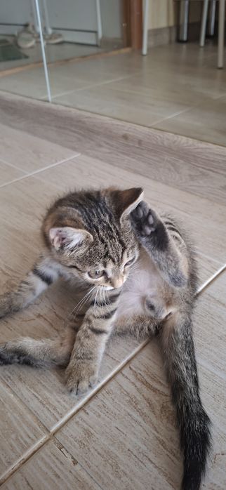 Котёнок мальчик красивый добрый
