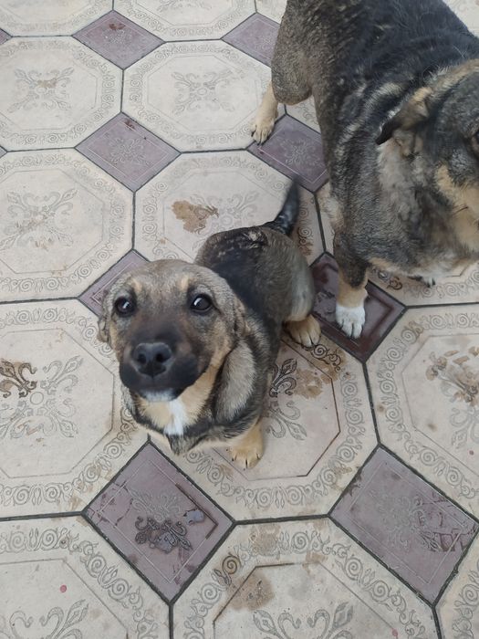 Отдадим очаровашку в добрые руки