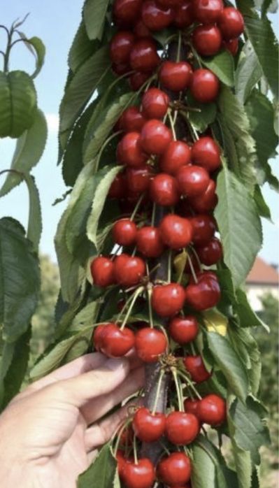 Pomi fructiferi columnari pe rod