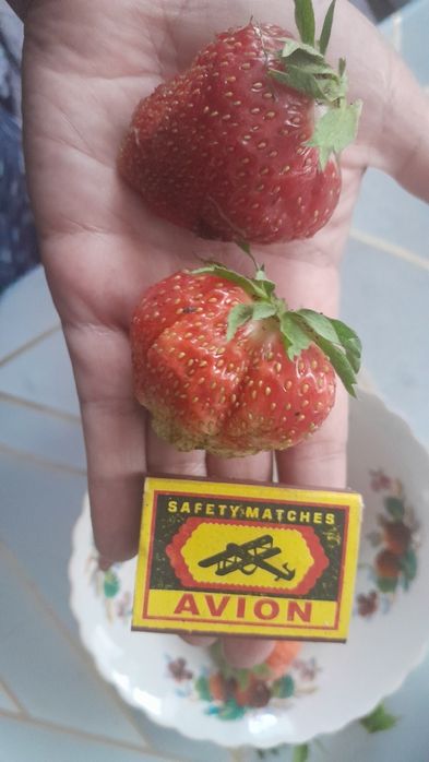 Рассада клубники ревмонтанка