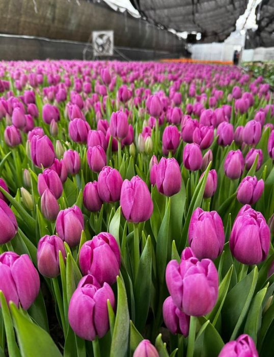 Тюльпаны оптом Белоруссия Степногорск