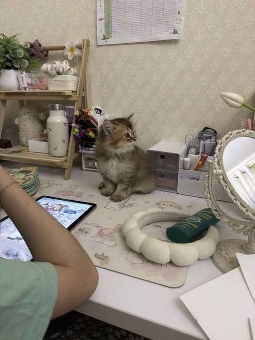 Котенок золотая шиншилла