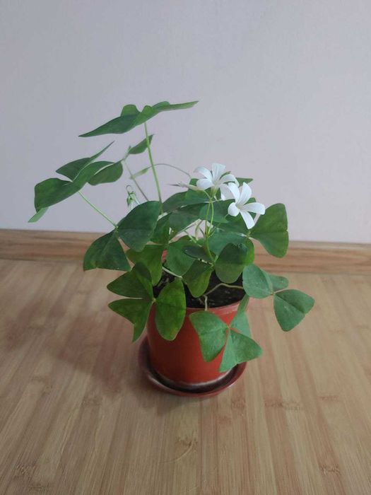 Продается кислица зеленая