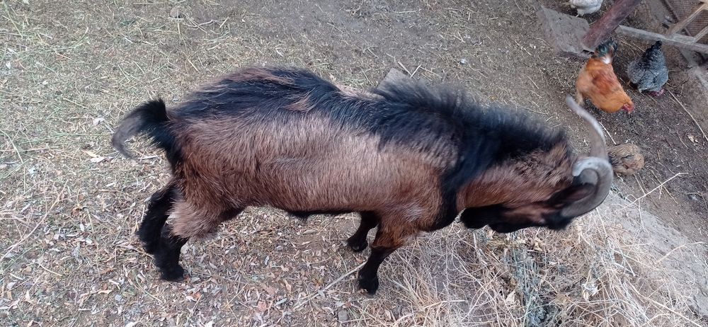 Общии барлығы сатылады