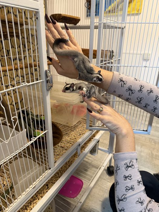 Vand  veverite sugar glider