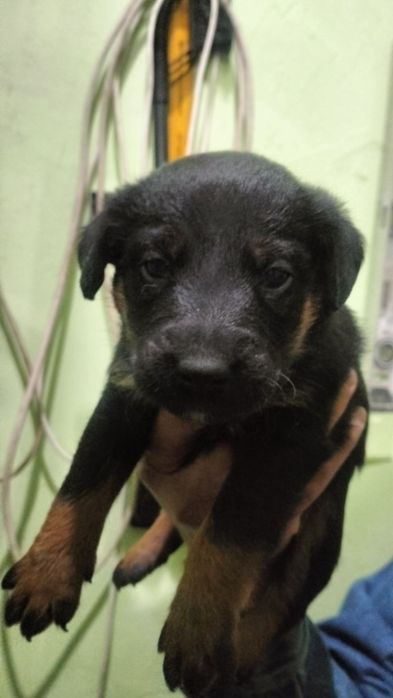 Щенки ягдтерьера, мальчики