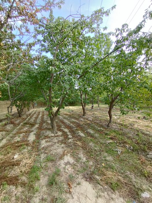 Mevazor CHEK sotiladi 8 sotik