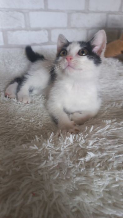 Котёнок мальчик.  В заботливые руки