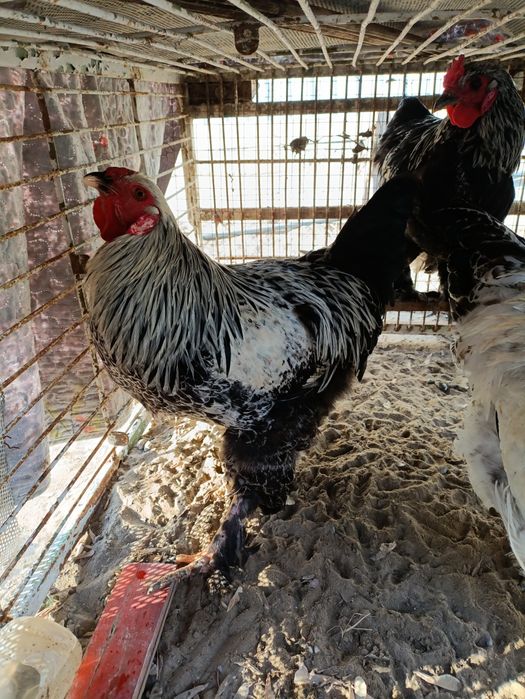 Петушки молодые помесь испанки-брамы и др.