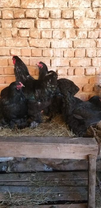 Oua brahma! Oferta!