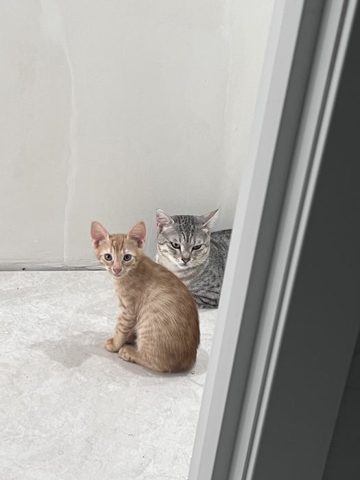 Отдам котят в добрые руки