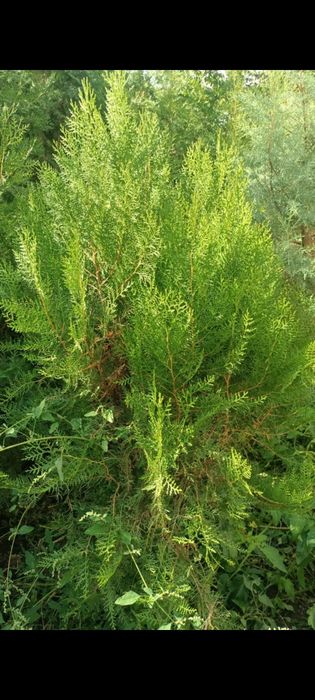 Туя местный сорт книжка