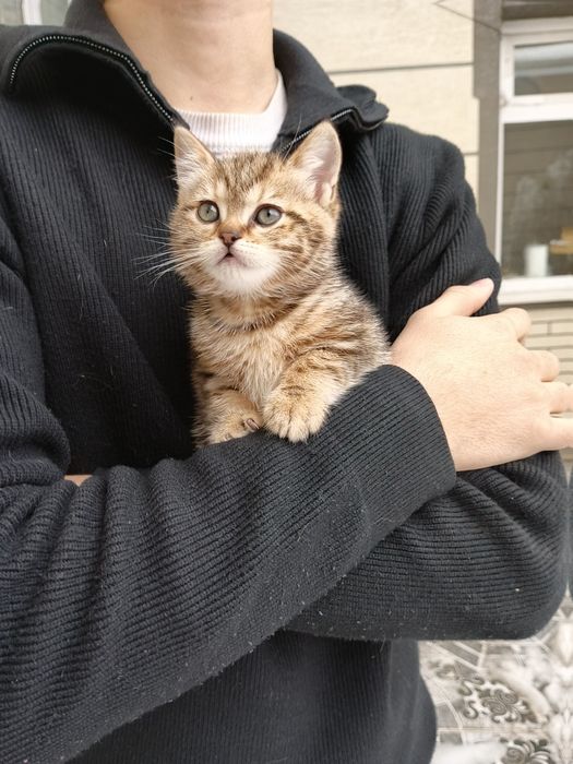 Sotiladi Shorthair mushuklar