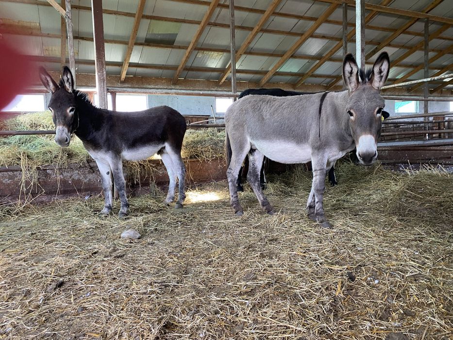 Magarita si magar 1500