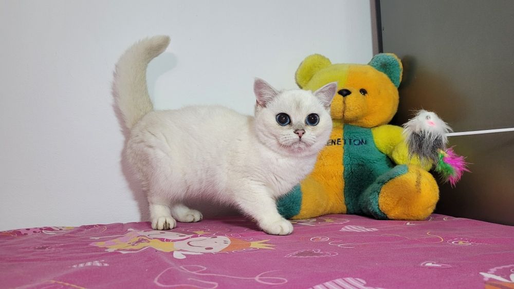 British shorthair NS 11 33 silver shaded.