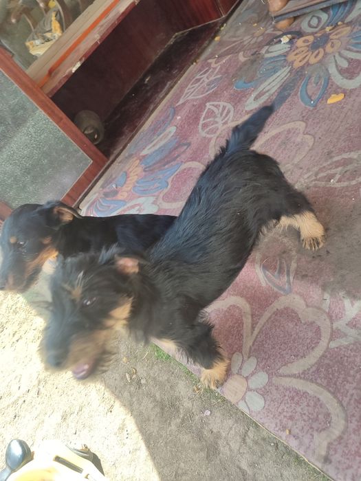 Щенки Яктериер чистакровки