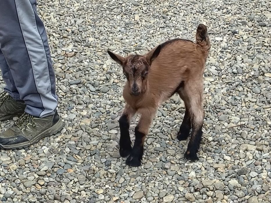 Vând iezi alpini francezi