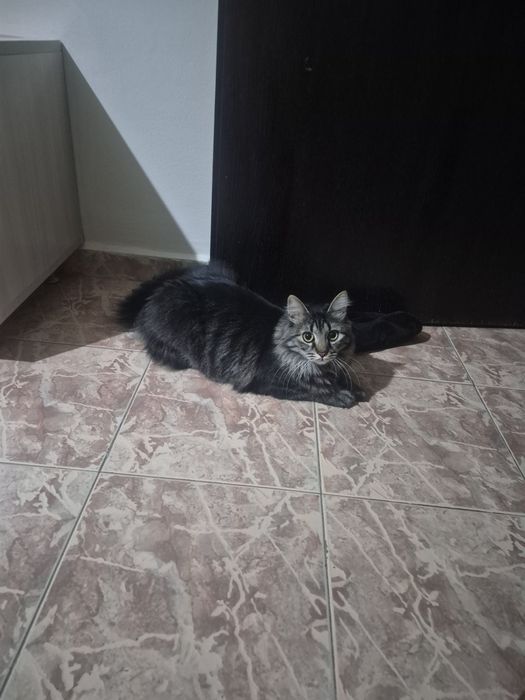 Подарявам КОТКАА