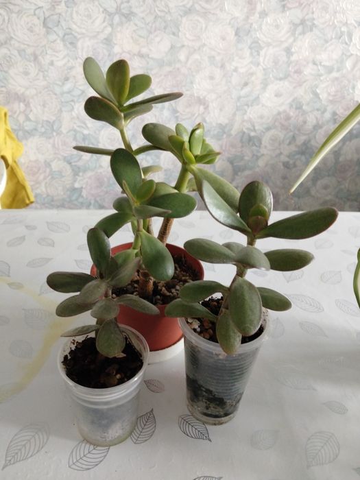 Продам денежное дерево