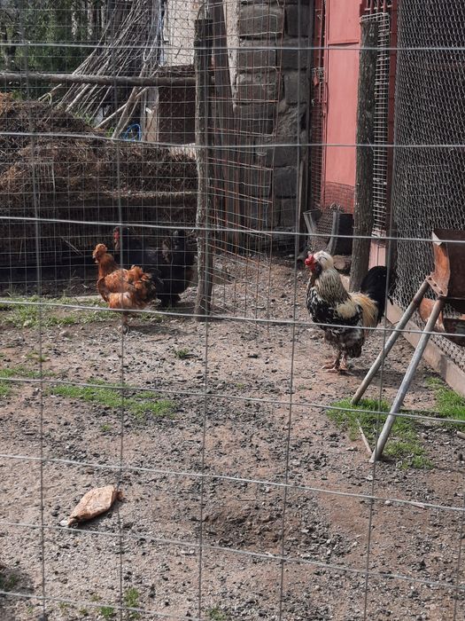 Cocoși de vânzare
