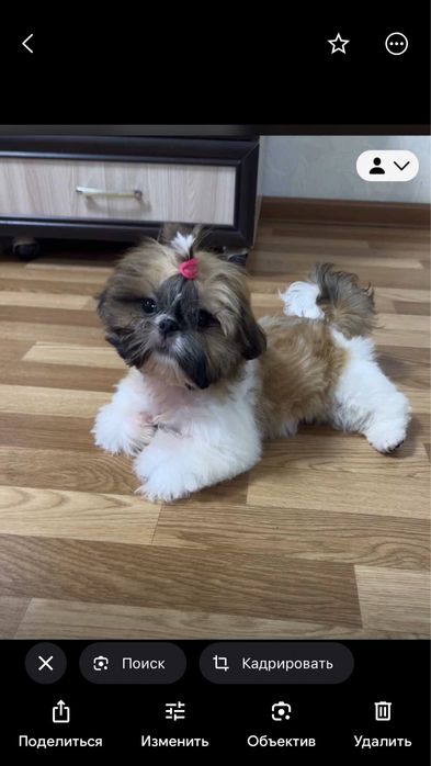 Прекрасные малыши Ши-тцу.