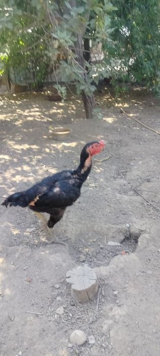 Продаются куры дакан вьетнам
