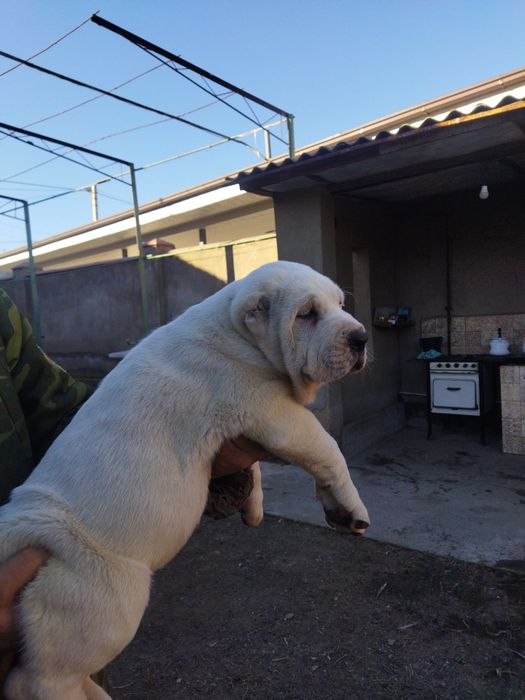 Alabay kuchuk bolalari