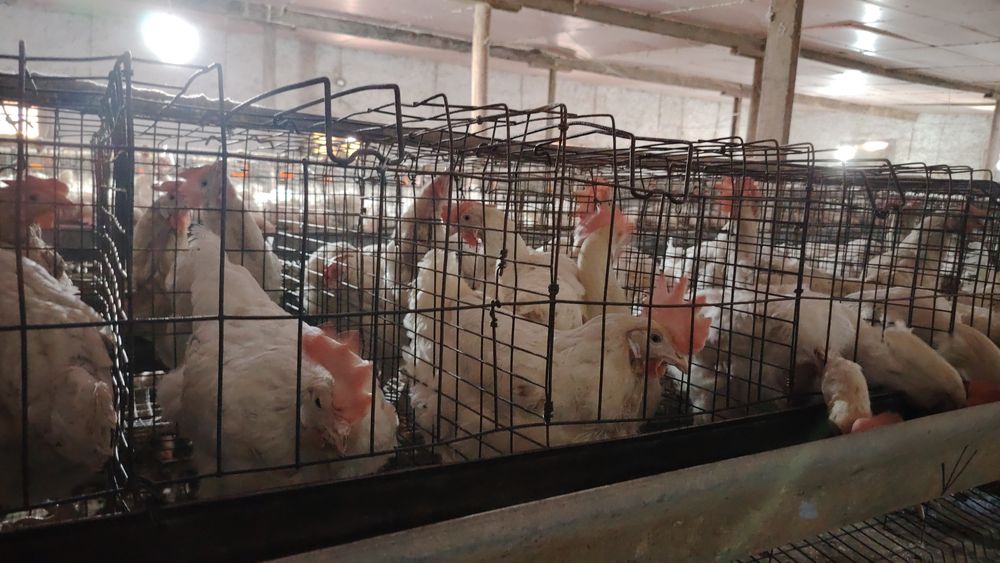 Товуклар сотилади 15 минг сомдан