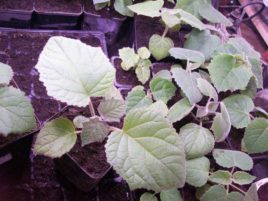 paulownia hibrid 9501  paulonia , paulovnia, nord max
