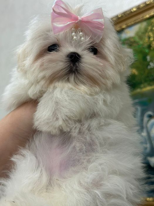 Мальтезе девочка миничка