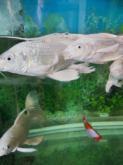 Продаю Кои Платина