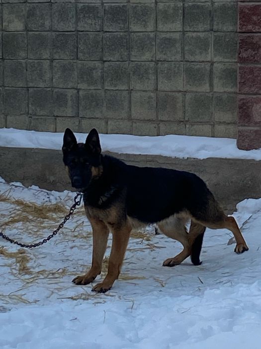 Продаю немецкую овчарку кобель