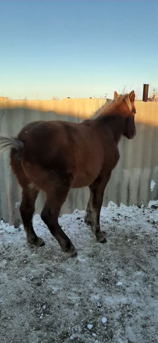 Сатылымда жабагы