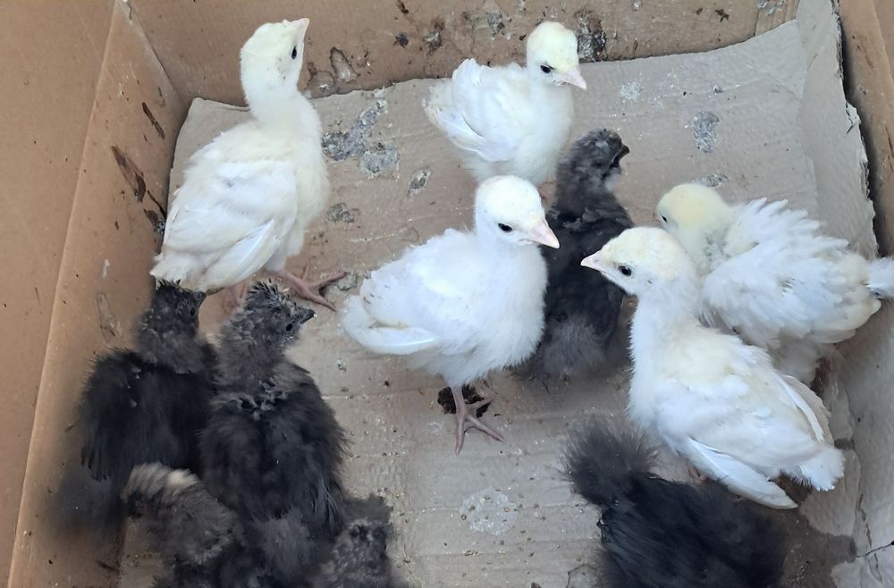 Pui de curcă de casă, pui  de găină mătase  japoneză  neagra