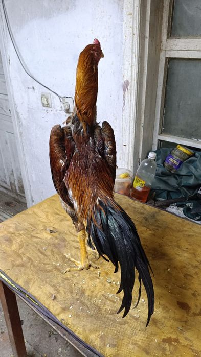 Продам боевого петуха