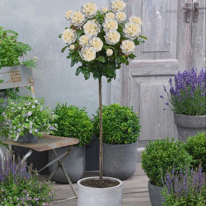 Trandafiri port înalt