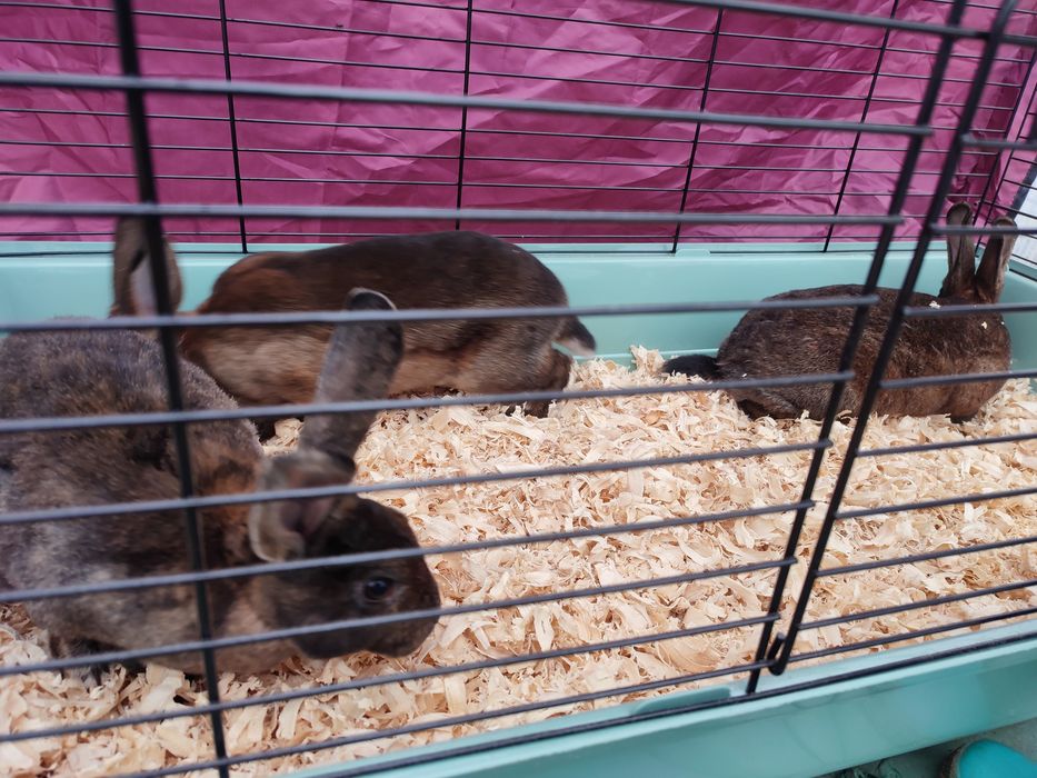 Iepuri rex castor și negru