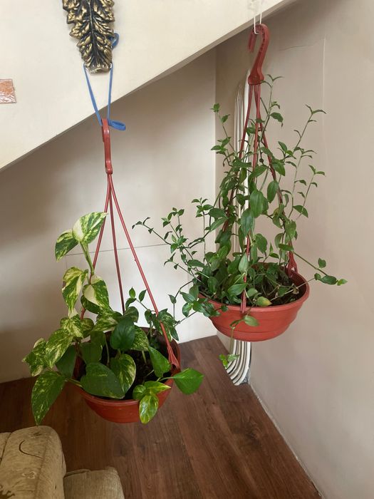 Сцинда́псус — род растений семейства Ароидные, лиана.