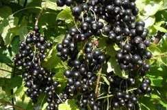 Саженцы плодовых с питомника