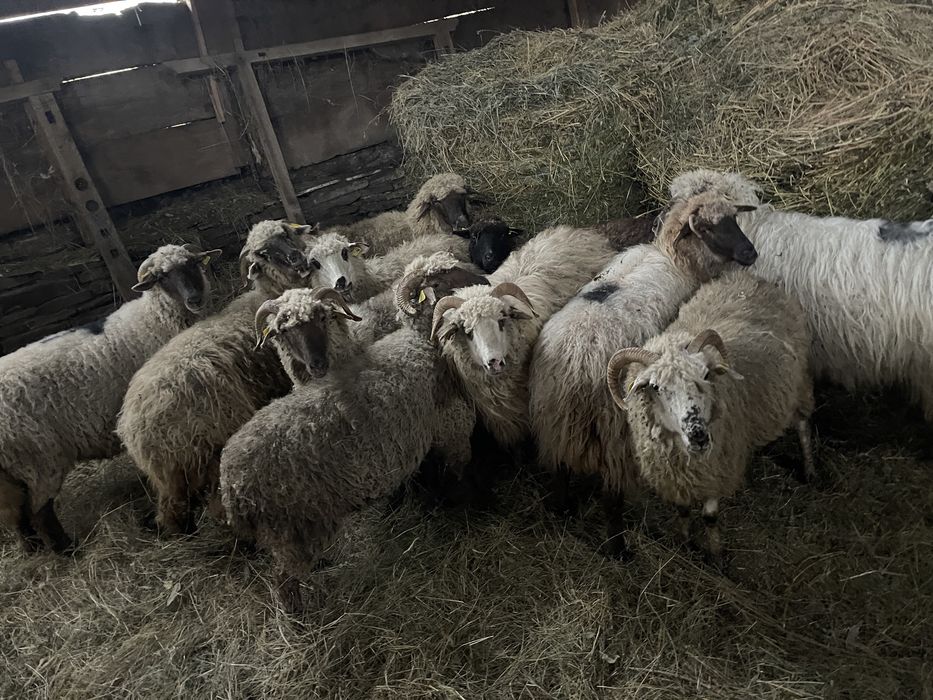 Oi tinere de vânzare!