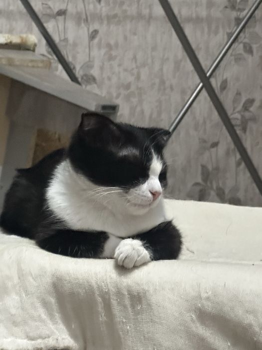 Вислоухая кошечка