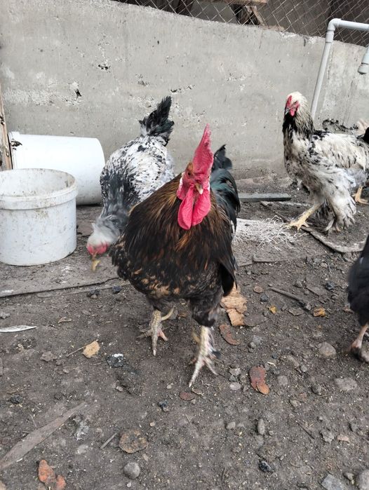 Жас қораздар сатылады