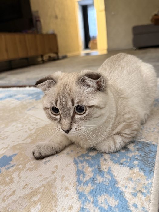Продается  вислоухий ласковый котенок