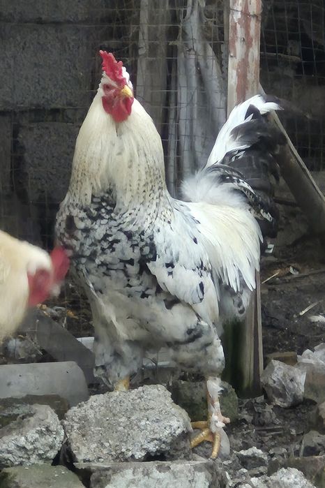 ХУРОЗЛАР сотилади. 1 ёшга тулмаган