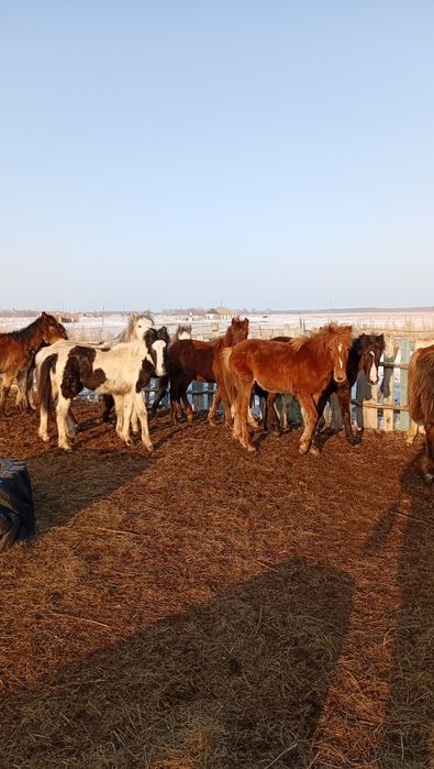 Сатам оптом продам