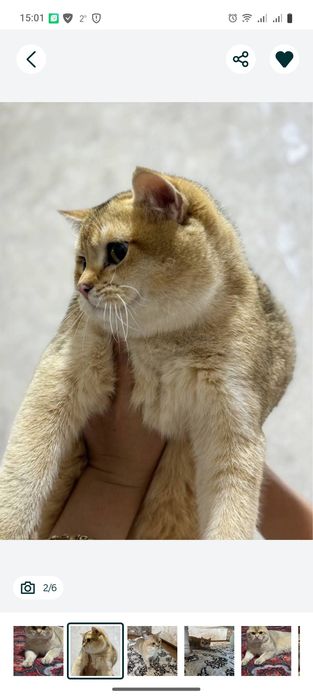 Скоттиш Страйт золотая тикированная Шиншила мальчик