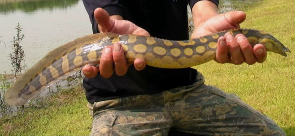 Продам крупного мастацембела