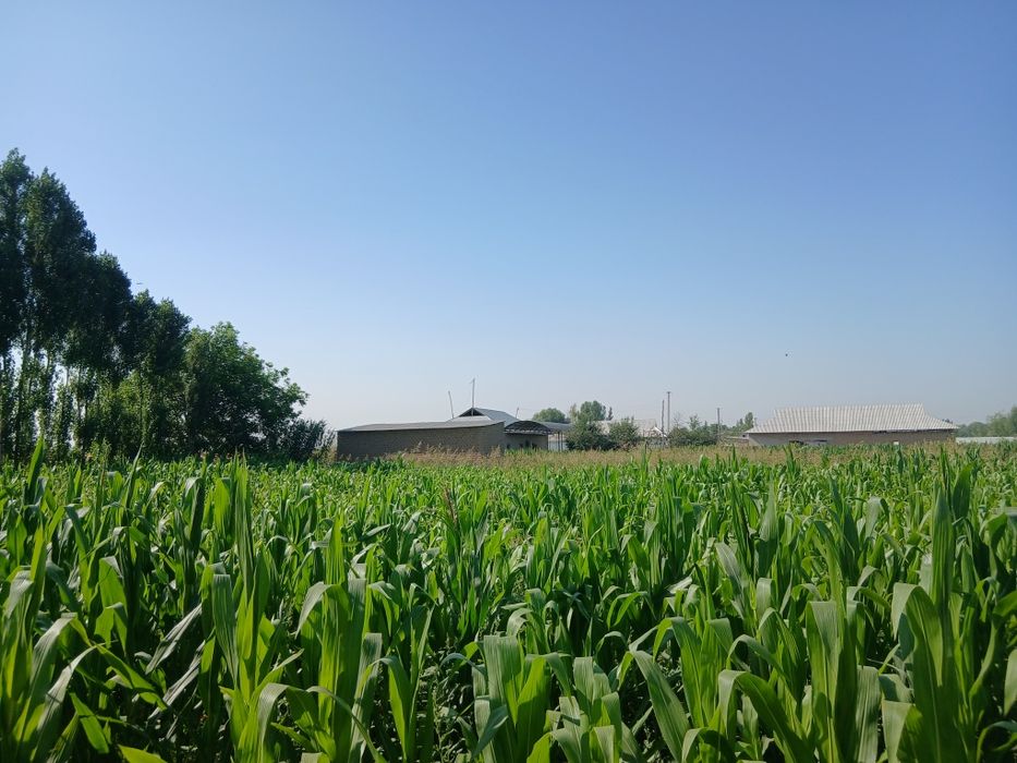 Уй сотилади 35 сотихли